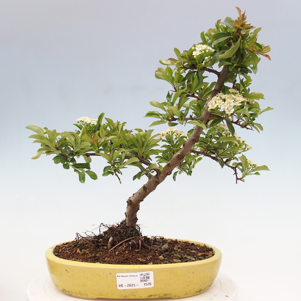 Outdoor Bonsai-Pyracanta Teton -Bäckerei