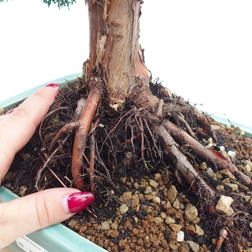 Outdoor-Bonsai - Juniperus chinensis Kishu - Chinesischer Wacholder