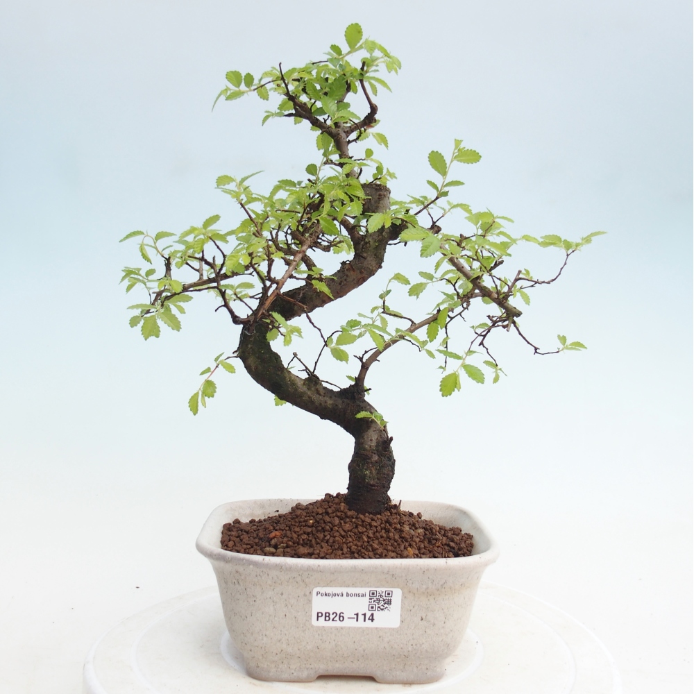 Zimmerbonsai - Ulmus parvifolia - Kleinblättrige Ulme