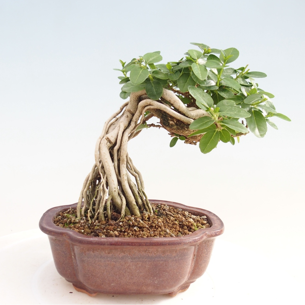 Zimmerbonsai - Premna serratifolia - Kozlovon kleinblättrig