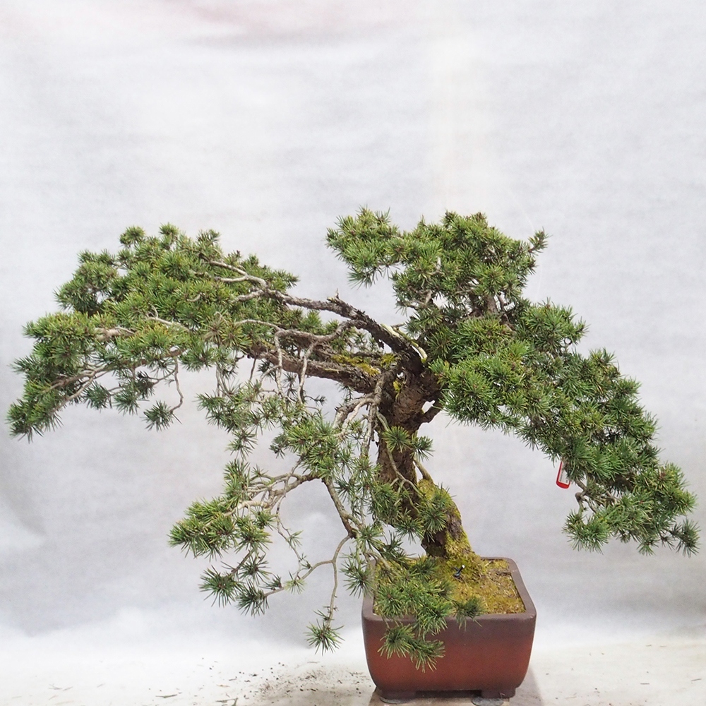 Yamadori - Pinus sylvestris 