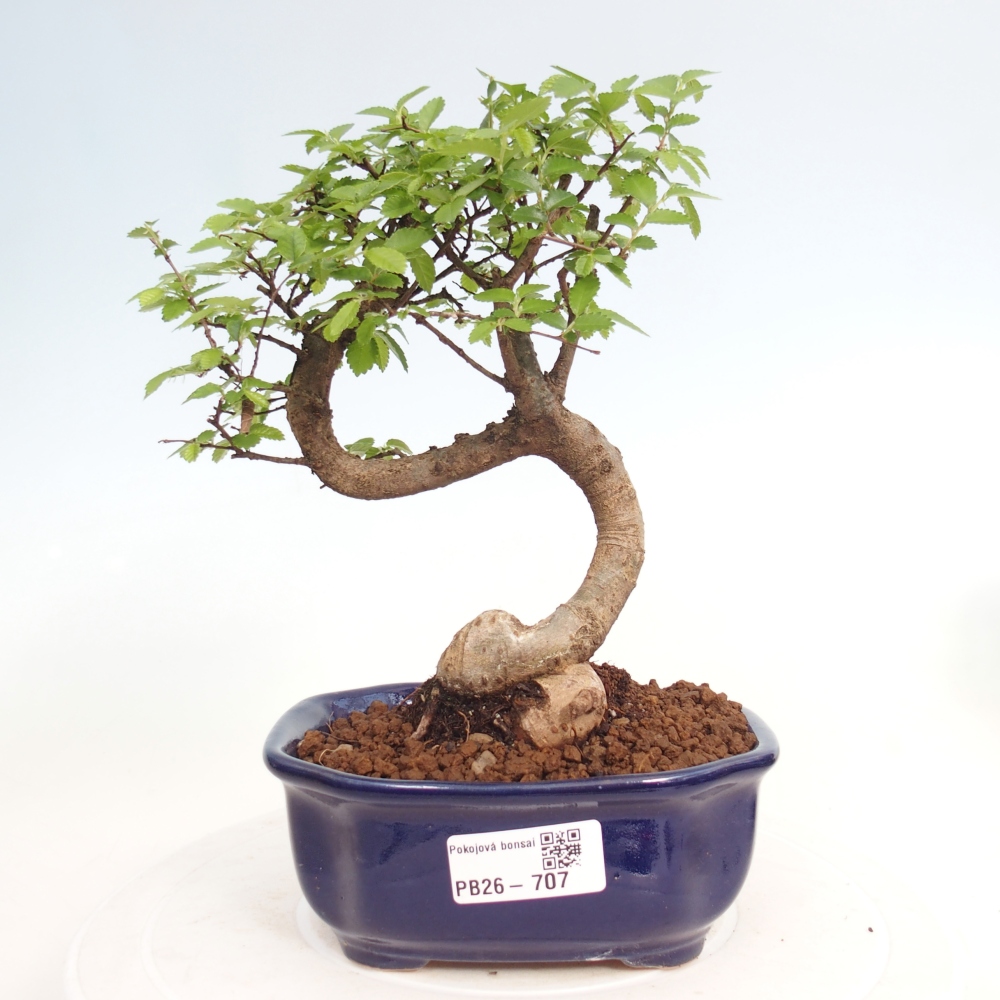 Zimmerbonsai - Ulmus parvifolia - Kleinblättrige Ulme