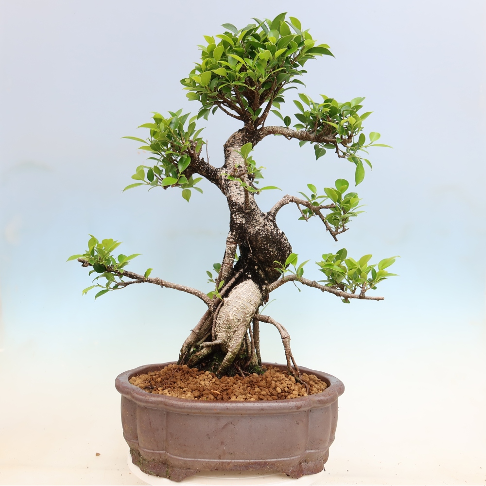 Zimmerbonsai - Ficus kimmen - Kleinblättriger Ficus