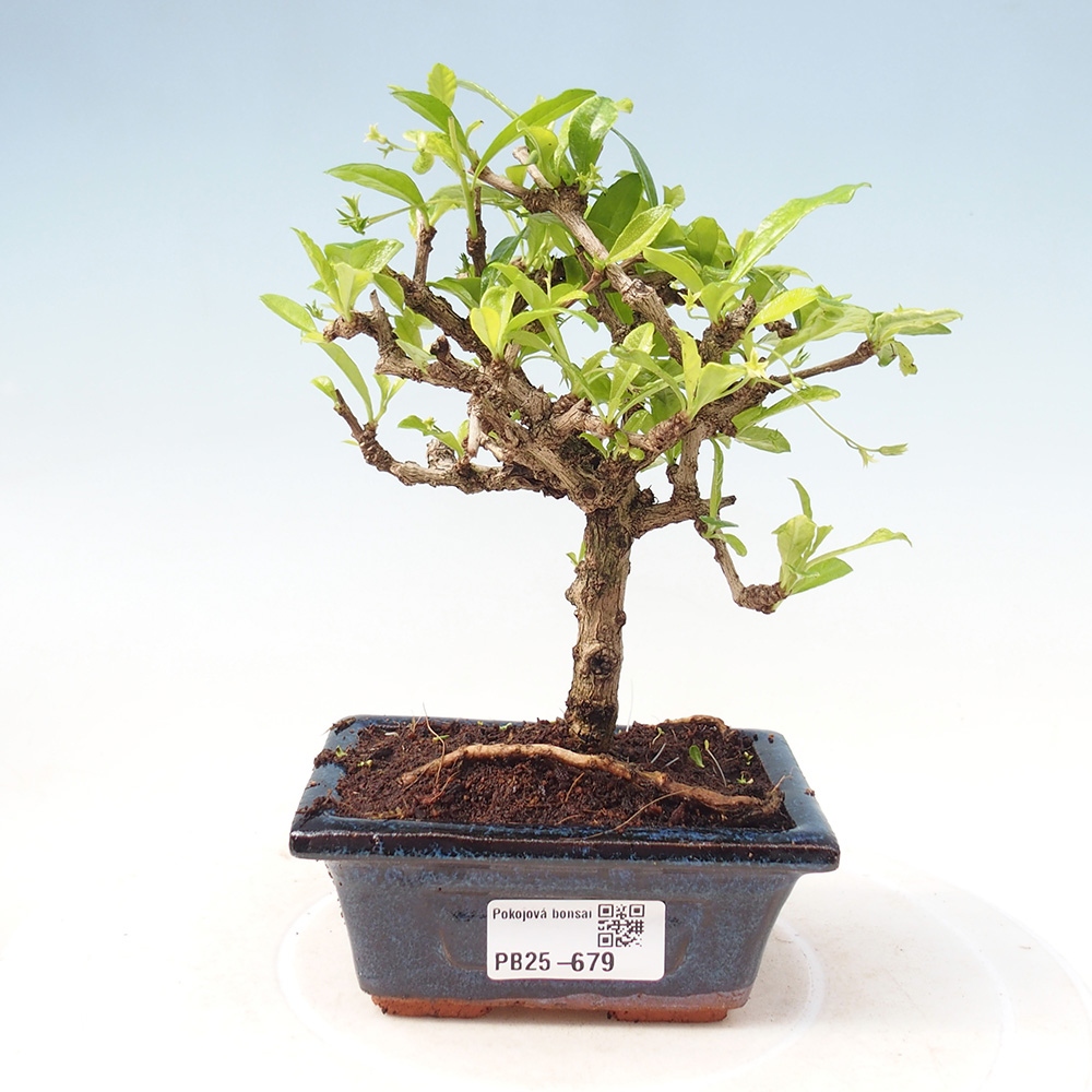 Zimmerbonsai - Carmona Macrophylla - Fuki-Tee