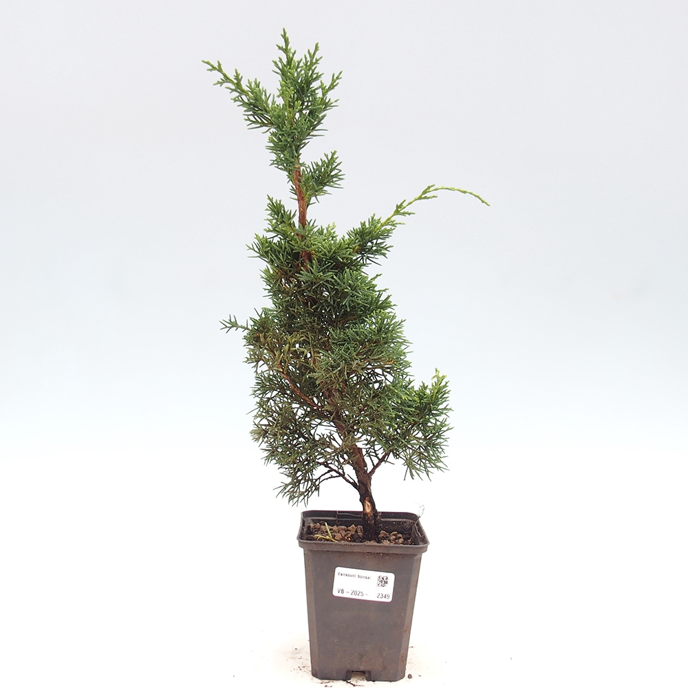 Outdoor-Bonsai - Juniperus chinensis Kishu - Chinesischer Wacholder