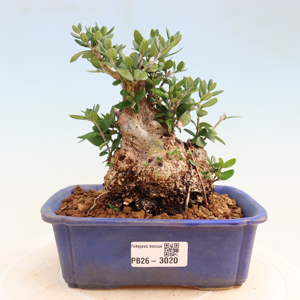 Zimmerbonsai - Olea europaea sylvestris