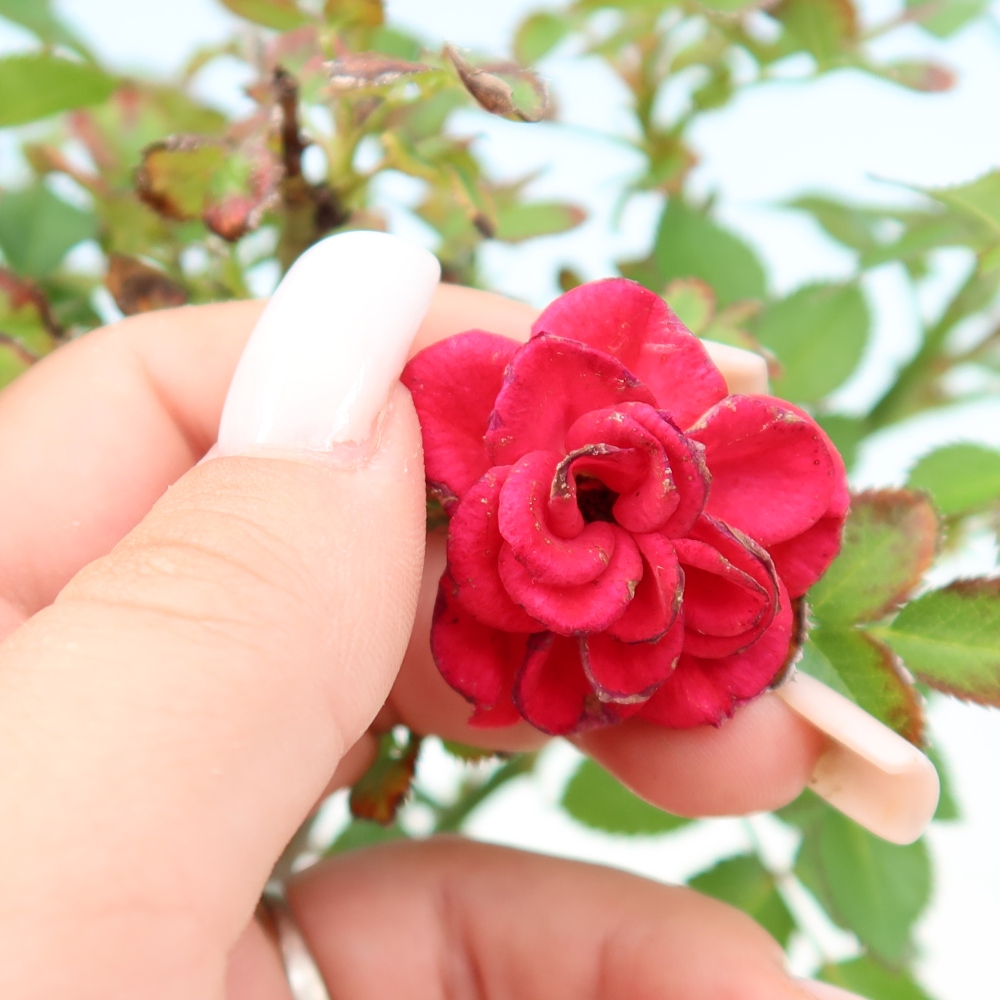 Bonsai für draußen - Rosa Kordes - Rose