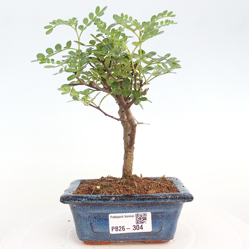 Zimmer Bonsai - Zantoxylum piperitum - Pfefferbaum