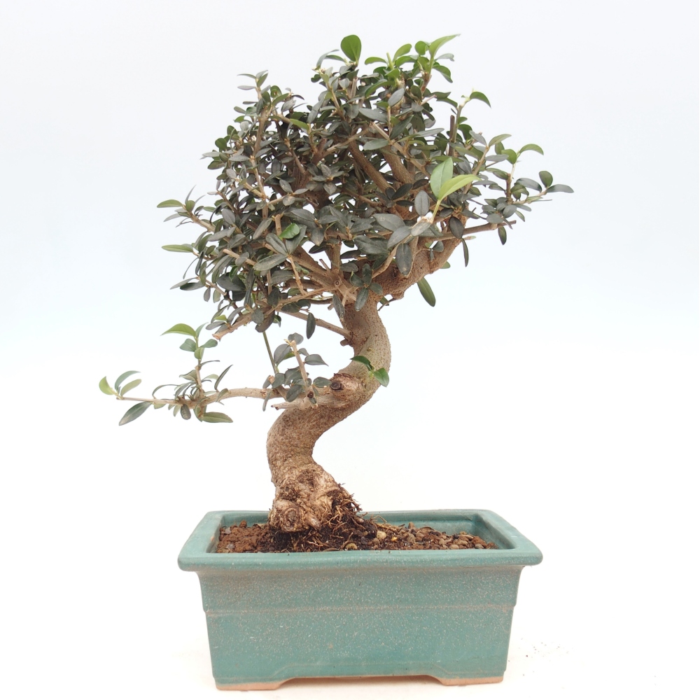 Zimmerbonsai - Olea europaea sylvestris
