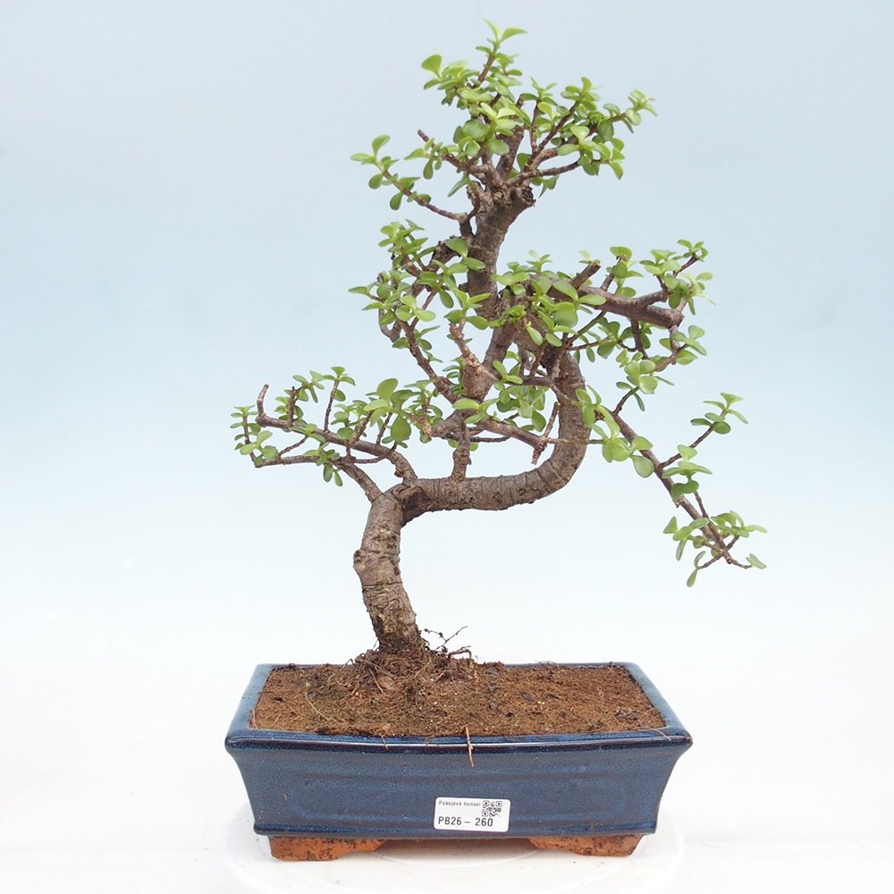 Zimmer Bonsai - Portulakaria Afra - Tlustice