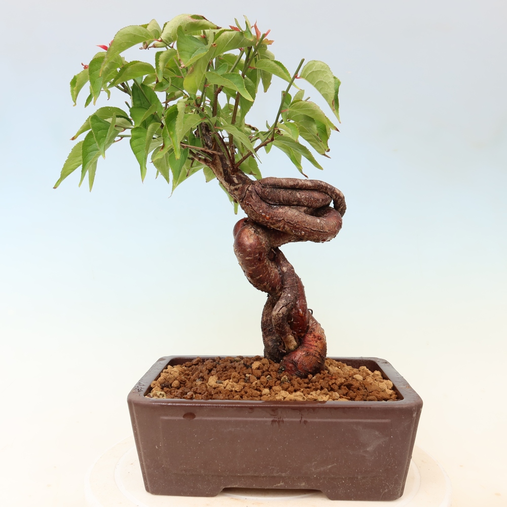 Bonsai für den Außenbereich – Japanischer Aprikosenbaum – Prunus Mume