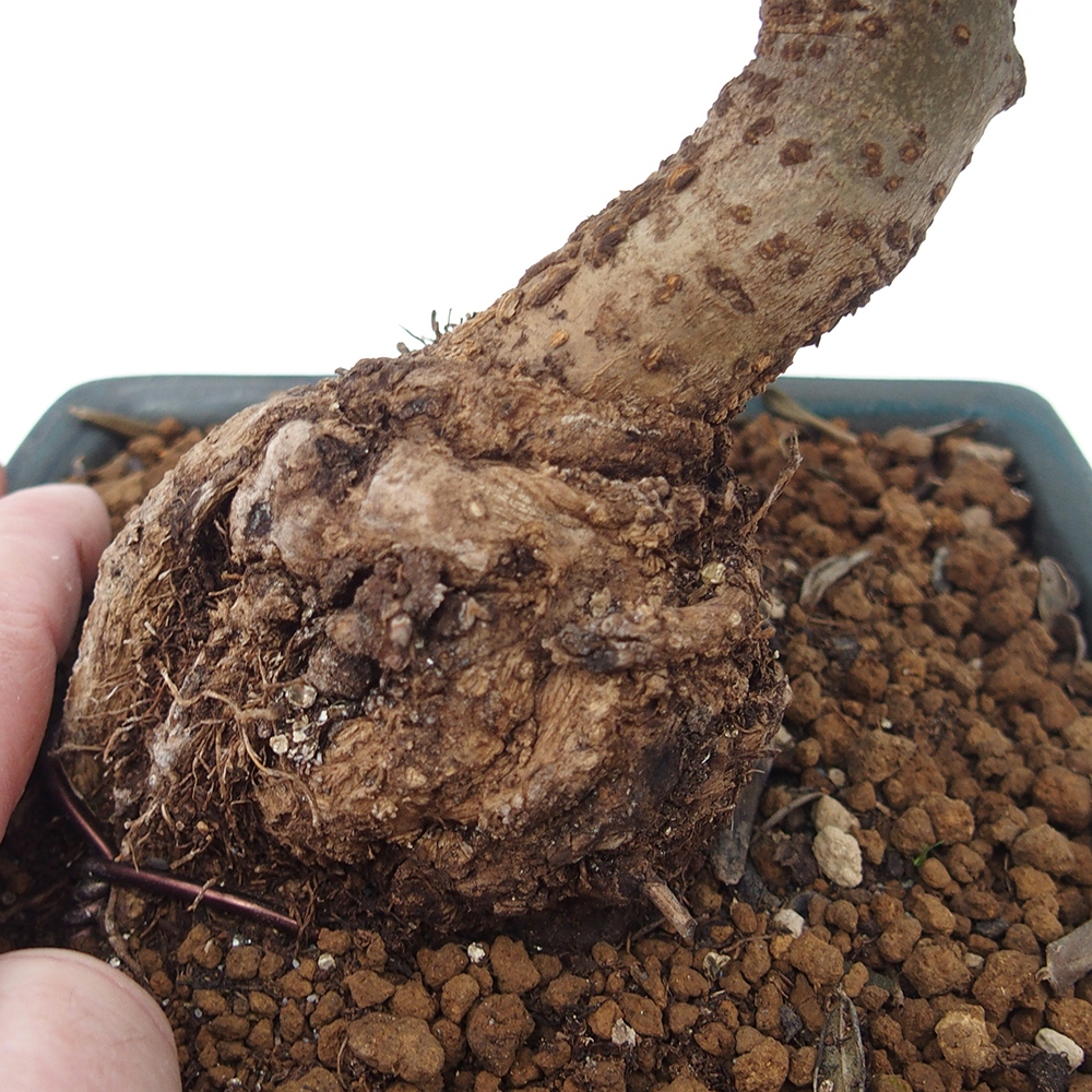 Zimmerbonsai - Olea europaea sylvestris