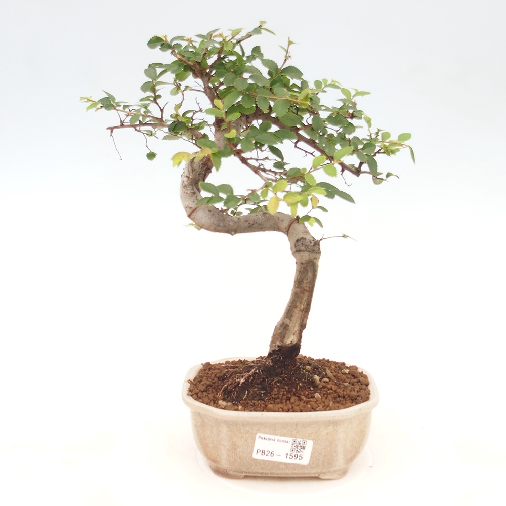 Zimmerbonsai - Ulmus parvifolia - Kleinblättrige Ulme