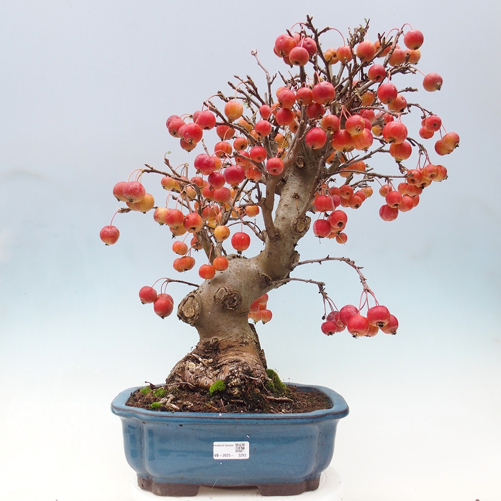 Bonsai im Freien - Malus halliana - Kleinfruchtiger Apfelbaum