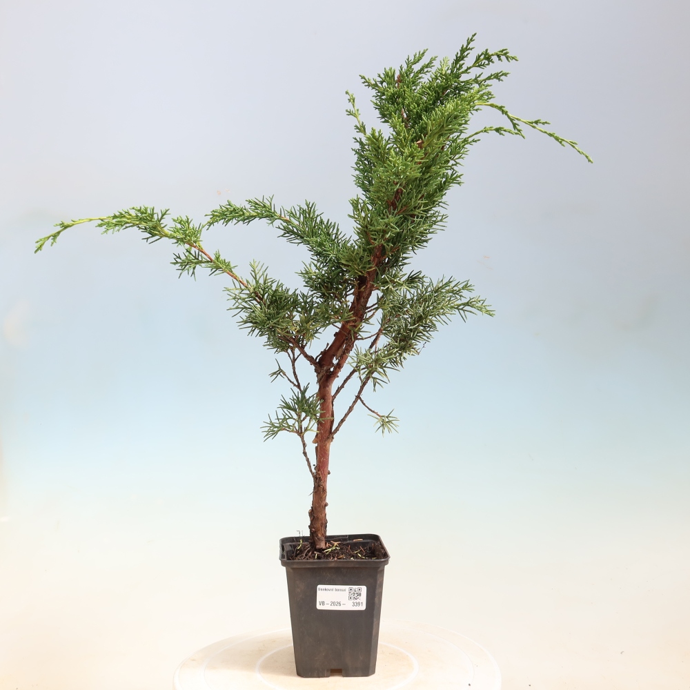 Bonsai für draußen - Juniperus chinensis Kishu