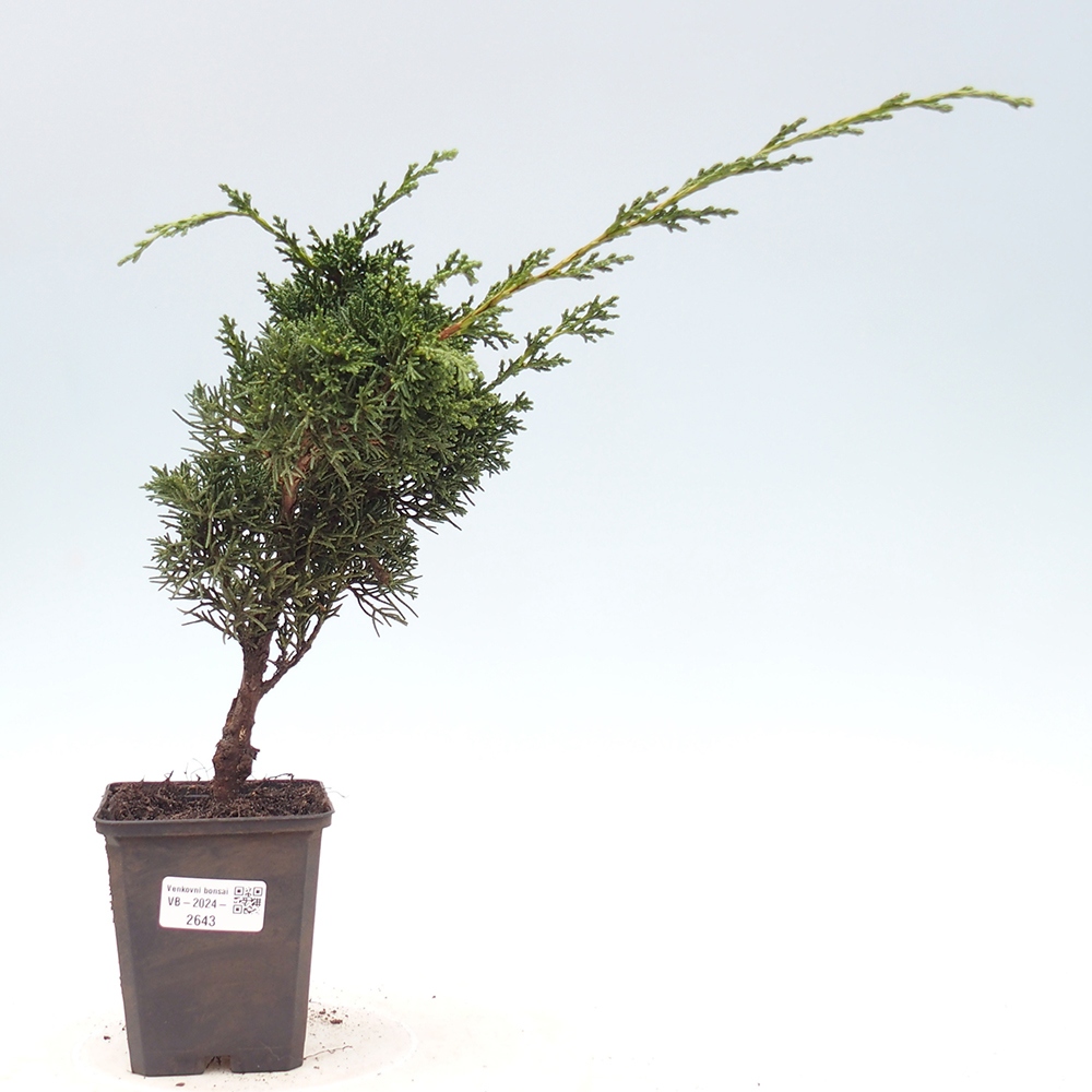 Outdoor-Bonsai - Juniperus chinensis Kishu - Chinesischer Wacholder