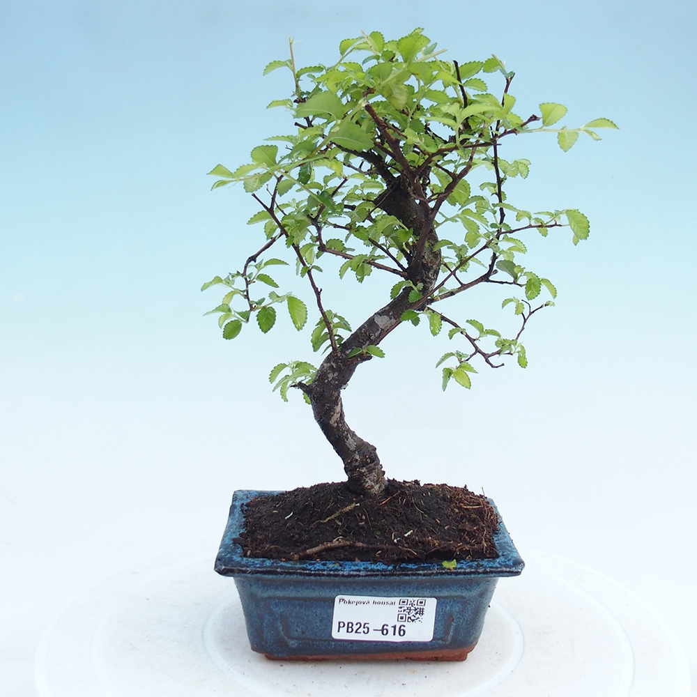 Zimmerbonsai - Ulmus parvifolia - Kleinblättrige Ulme