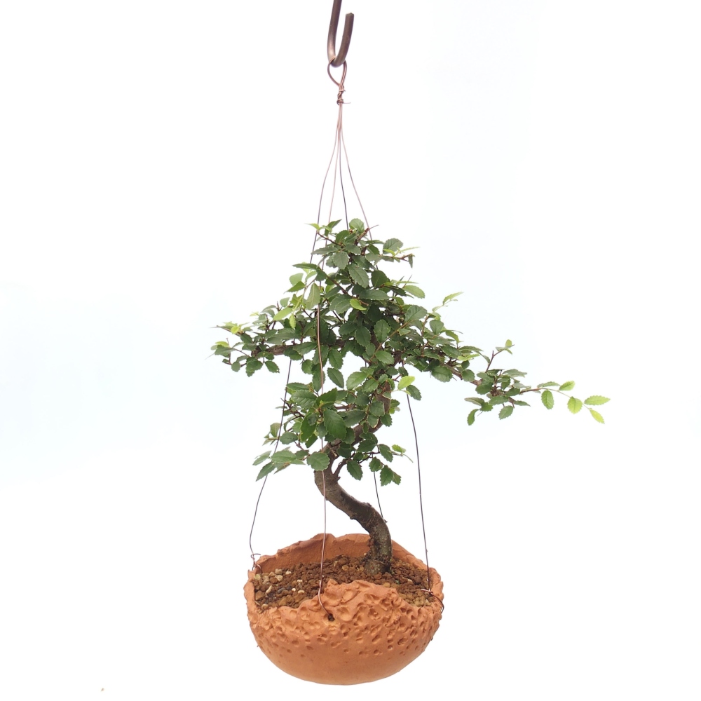 Kokedama in Keramik -Ulmus parvifolia- kleinblättrige Ulme