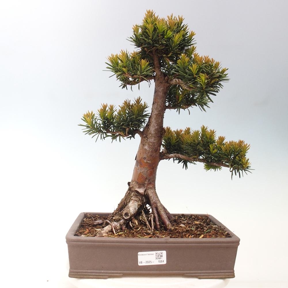 Bonsai im Freien - Taxus cuspidata - Japanische Eibe