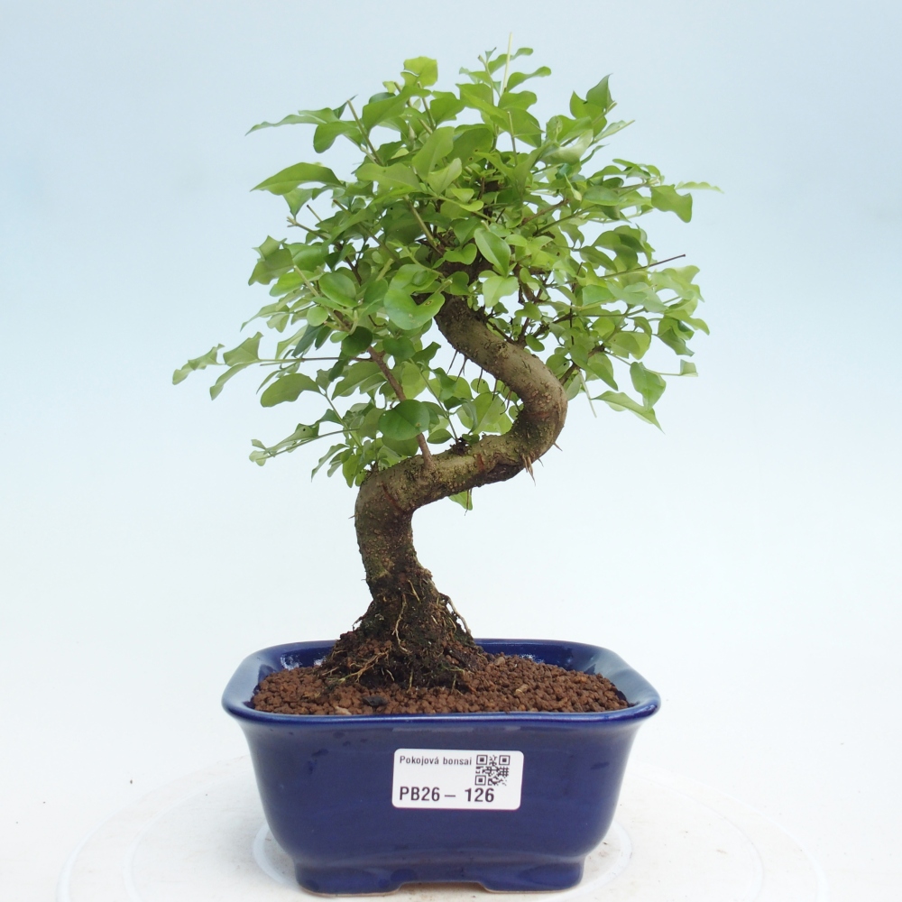 Zimmer Bonsai -Ligustrum chinensis - Vogelschnabel