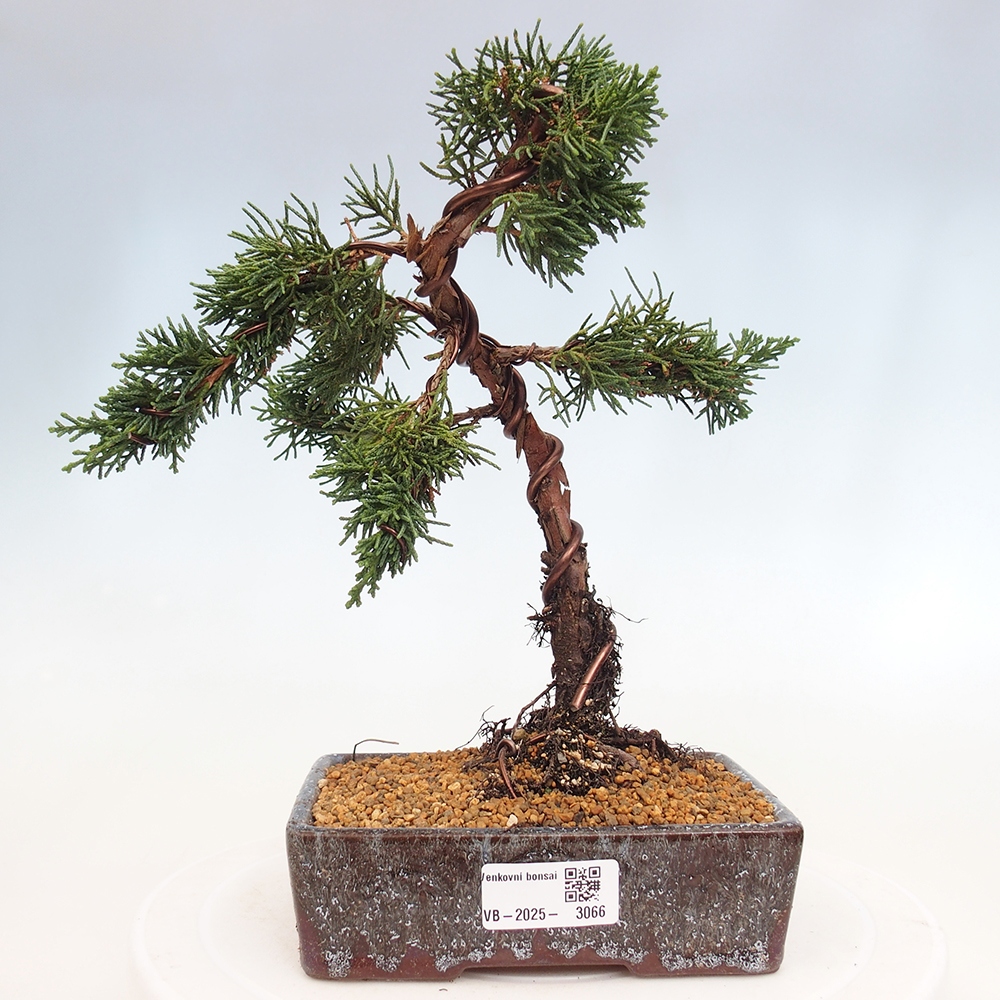 Bonsai im Freien - Juniperus chinensis Kishu - Chinesischer Wacholder