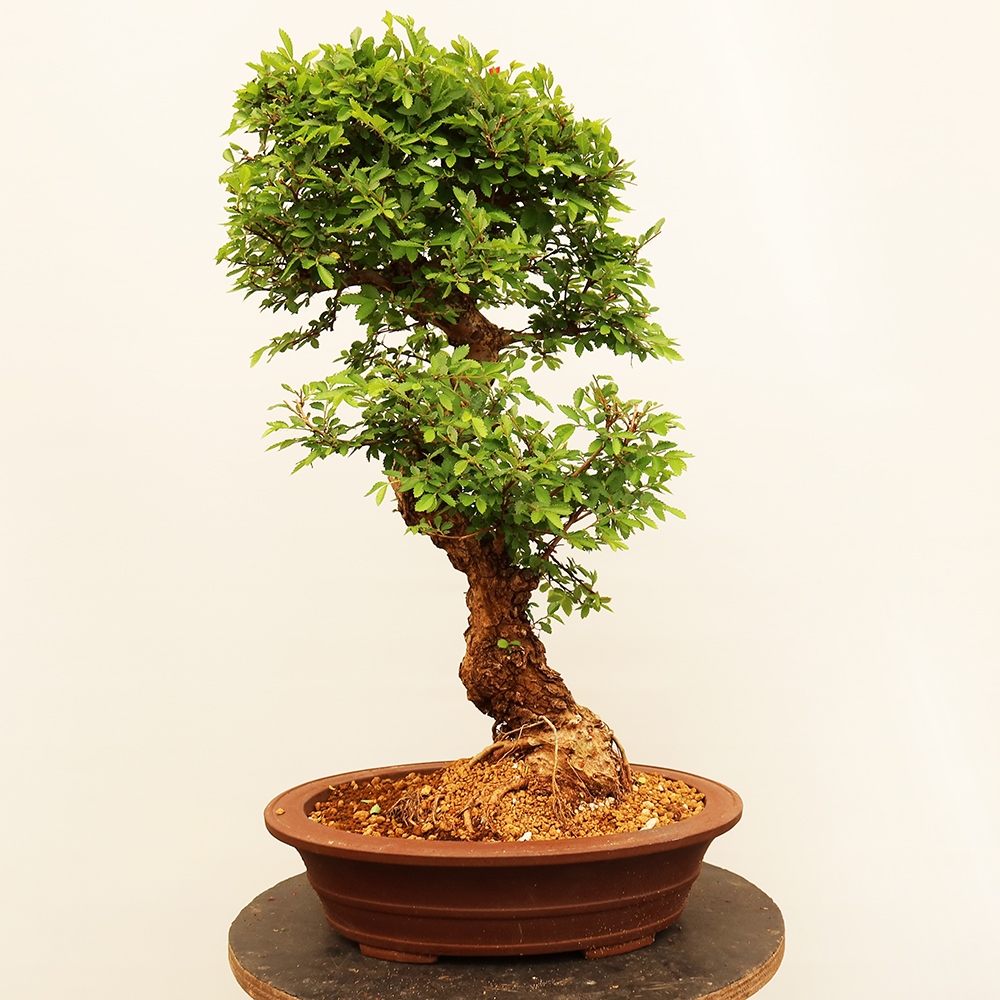 Bonsai im Freien - Zelkova - Zelkova NIRE