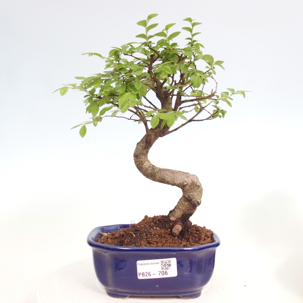 Zimmerbonsai - Ulmus parvifolia - Kleinblättrige Ulme