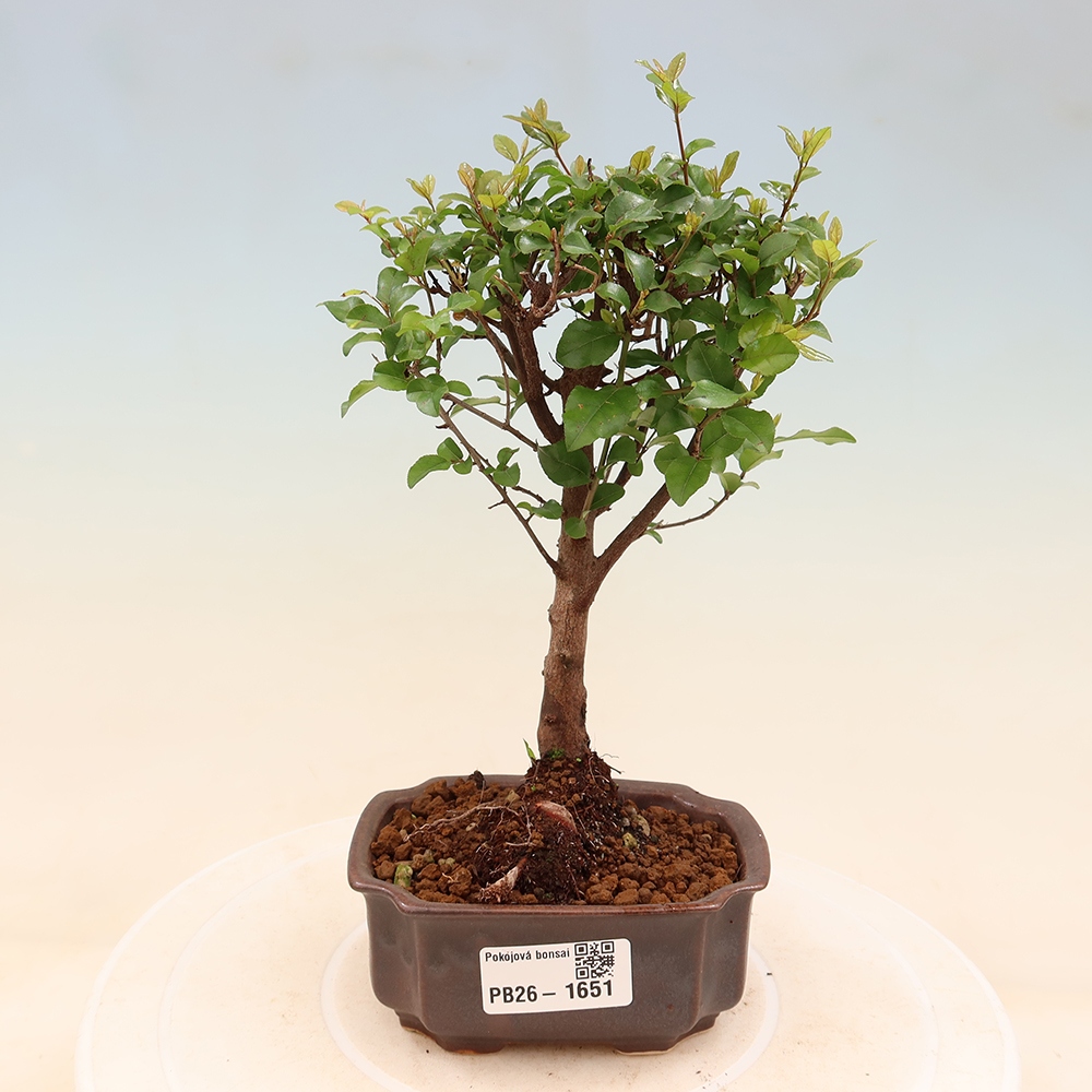 Zimmer Bonsai - Sageretia thea - Sageretia thea