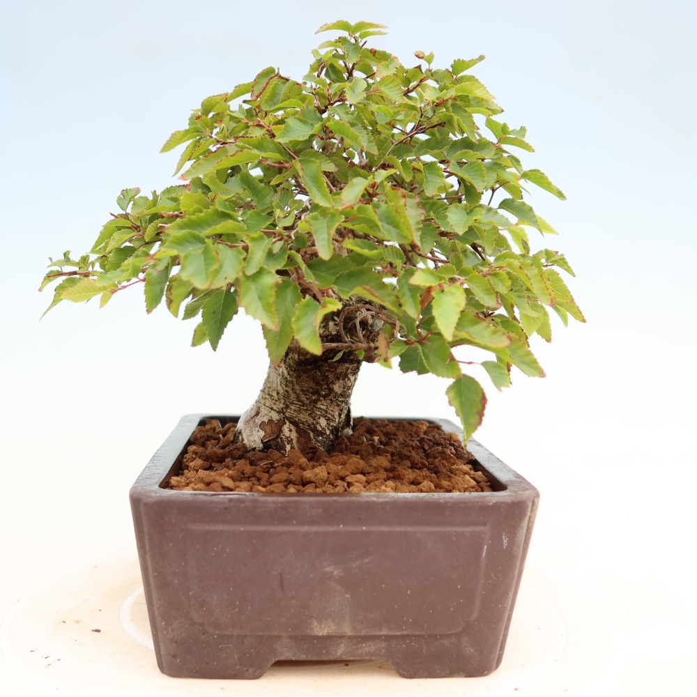 Bonsai für draußen - Karpinus Coreana - Koreanische Hainbuche
