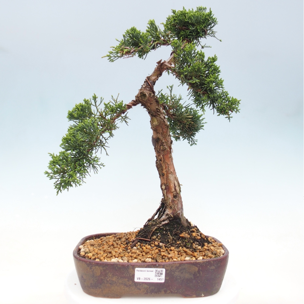 Bonsai für draußen - Juniperus chinensis Kishu