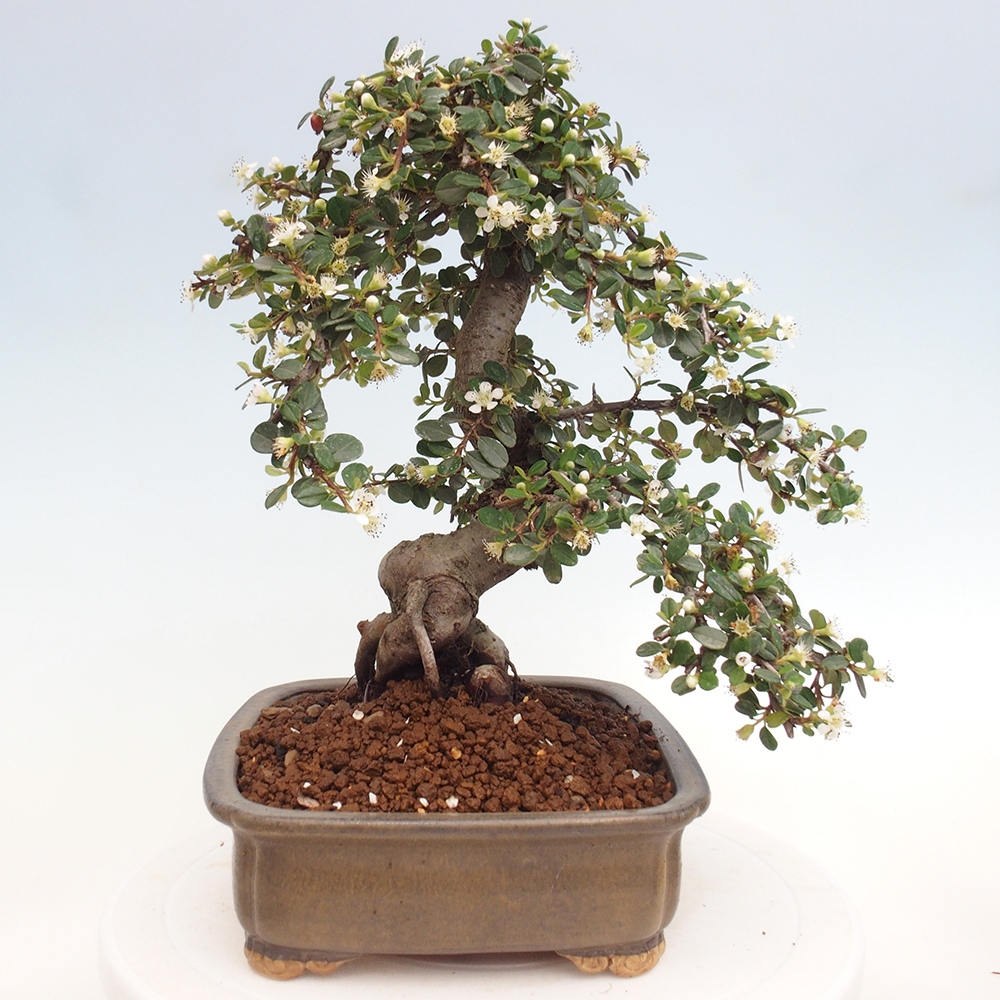 Outdoor-Bonsai-Cotoneaster dammeri - Rock Damer