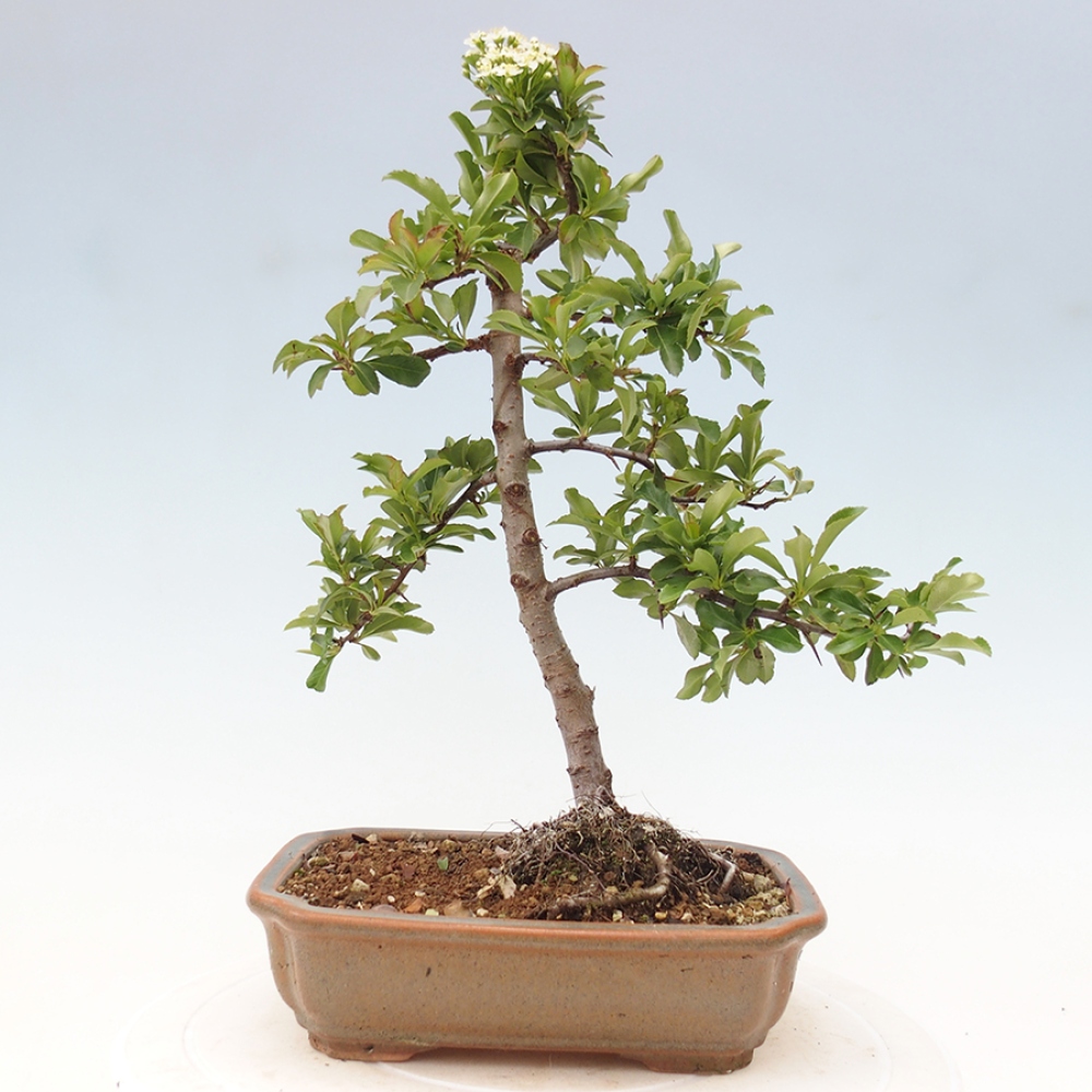 Outdoor Bonsai-Pyracanta Teton -Bäckerei