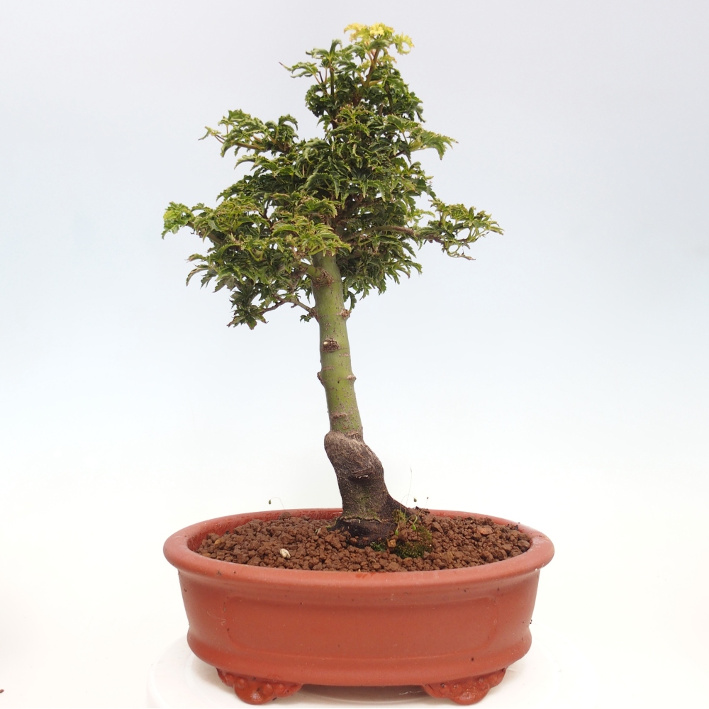Bonsai im Freien - Acer palmatum Shishigashira-Ahorn