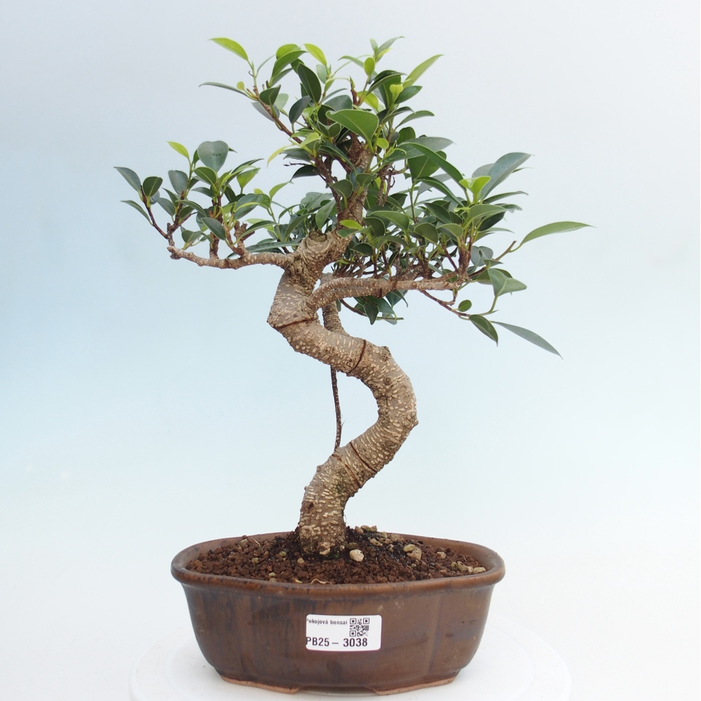 Indoor-Bonsai - Ficus retusa - kleiner Ficus