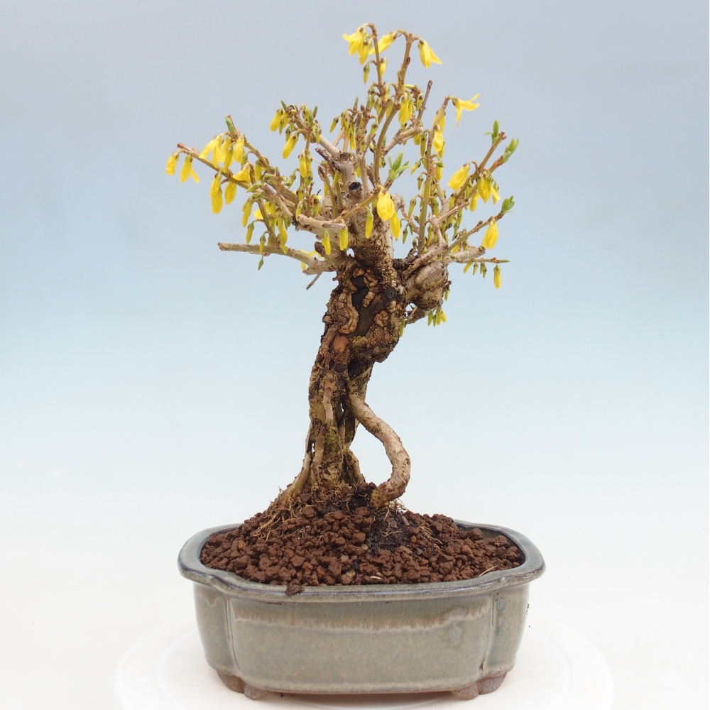 Bonsai im Freien - Forsythie - Forsythia koreana