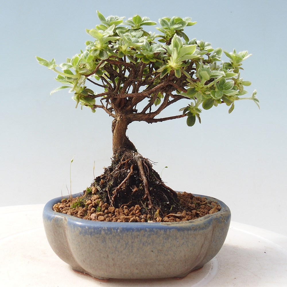 Outdoor-Bonsai - Rododendron indicum - Japanische Azalee