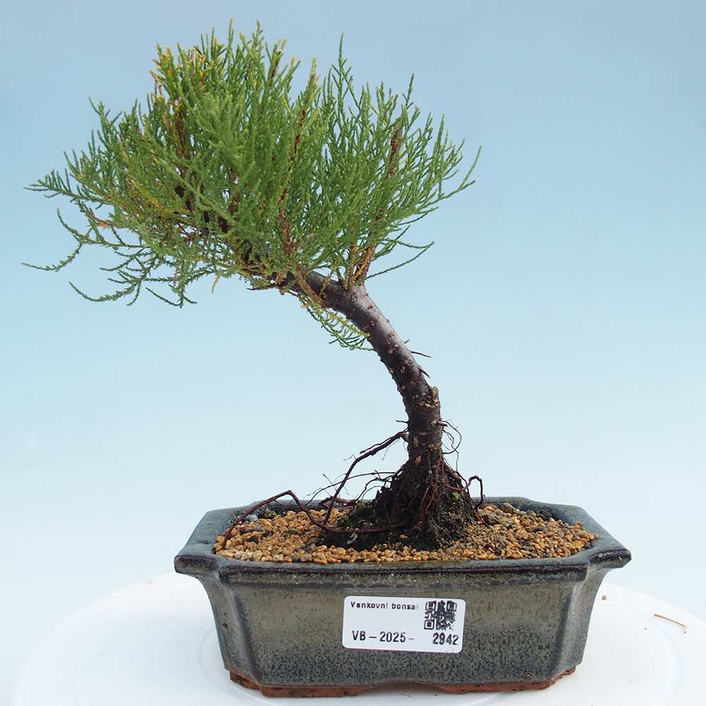 Bonsai im Freien - Tamarix - Tamarix