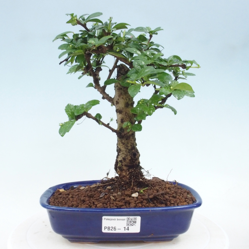 Zimmer-Bonsai - Carmona macrophylla - Tee-Fuki