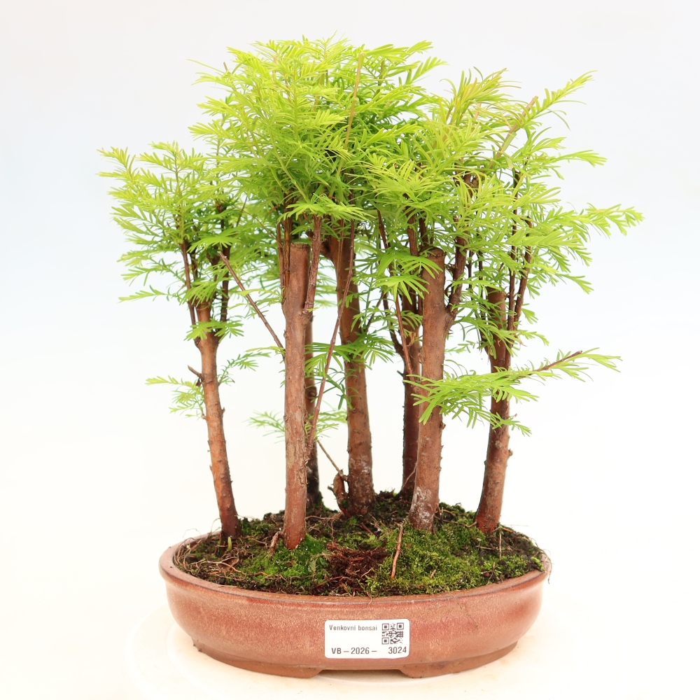Bonsai für den Außenbereich – Metasequoia glyptostroboides – Chinesische Metasequoia – Wäldchen
