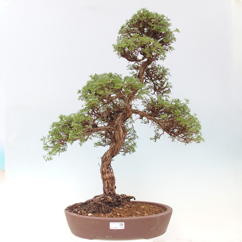 Bonsai für draußen - Potentila fruticosa