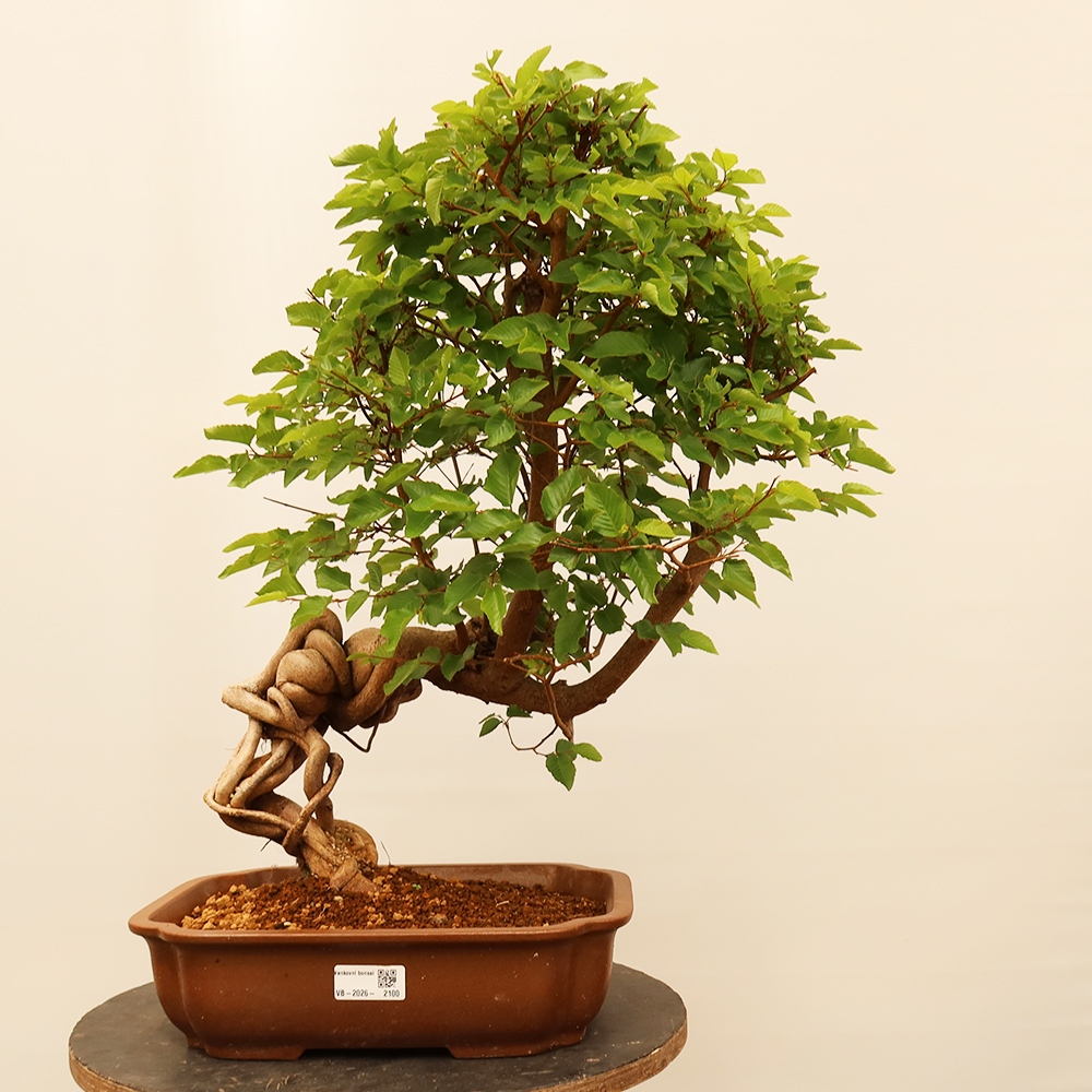 Bonsai im Freien - Carpinus Coreana - Koreanische Hainbuche