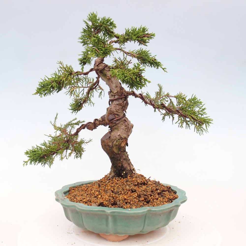 Outdoor bonsai - Juniperus chinensis Itoigawa - Chinese juniper