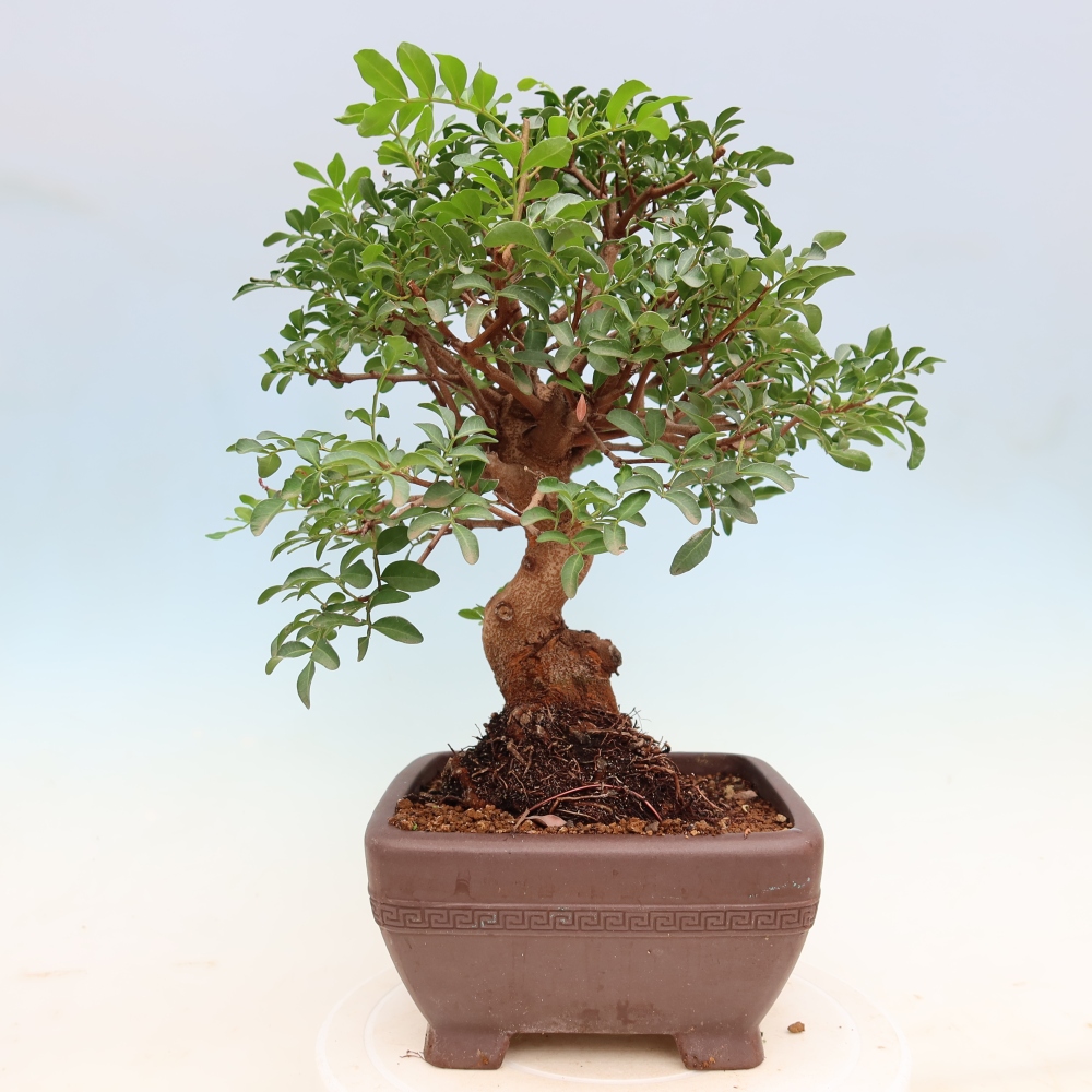 Zimmerbonsai – Pistacia lentiscus – Pistazie