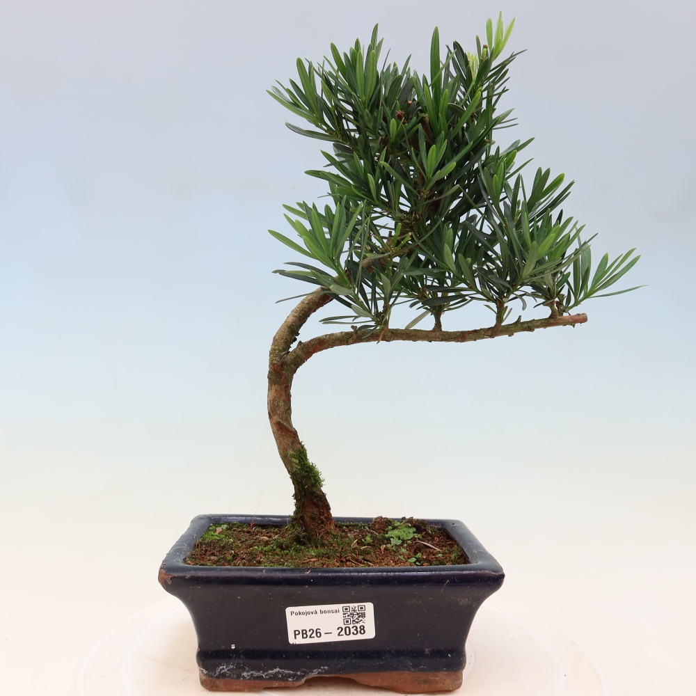 Zimmerbonsai - Podocarpus - Stein-Eibe