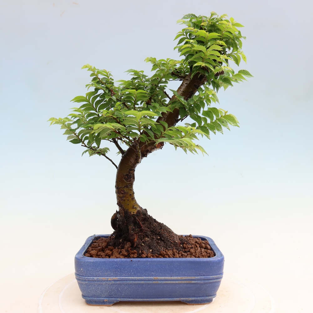 Bonsai für den Außenbereich – Ulmus Jacqueline Hillier – Pappelulme