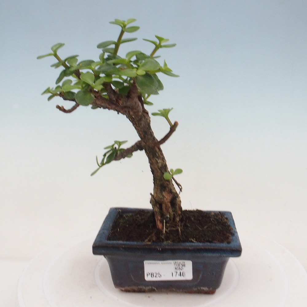 Zimmerbonsai - Portulakaria Afra - Tlustice
