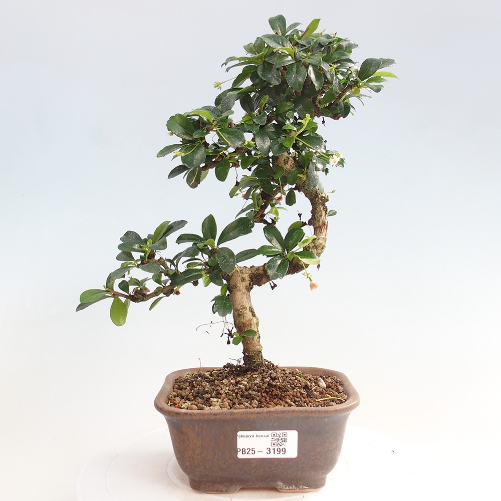 Zimmerbonsai - Carmona Macrophylla - Fuki-Tee