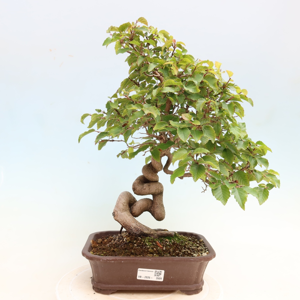 Bonsai für draußen -Carpinus CARPINOIDES - Koreanische Hainbuche