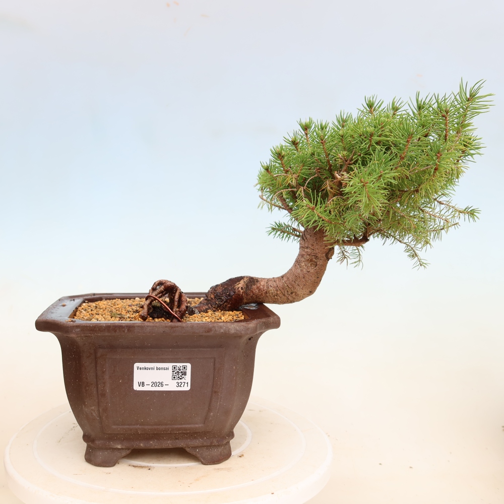 Bonsai für draußen - Fichte - Picea glauca globe