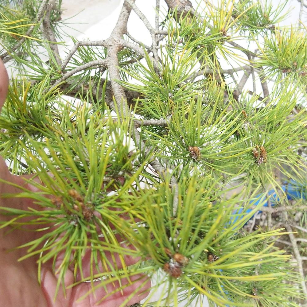 Yamadori - Pinus sylvestris 